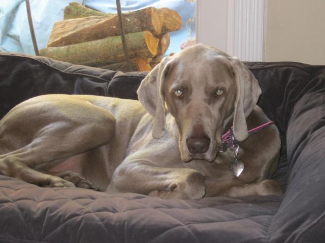 Gemma 1 (Medium)